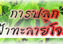 การปลูกฟ้าทะลายโจร สมุนไพรสารพัดประโยชน์