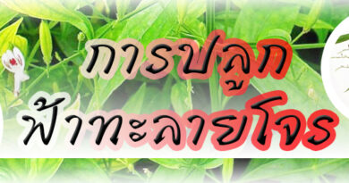 การปลูกฟ้าทะลายโจร สมุนไพรสารพัดประโยชน์